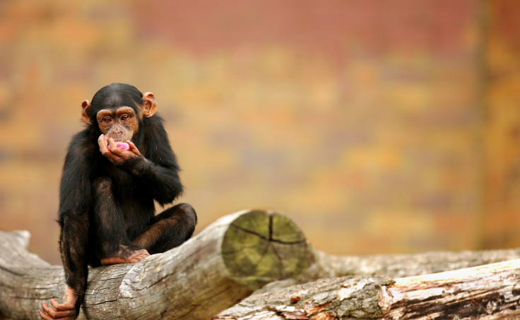 Chimpanzees Orangutans Remember Past Events