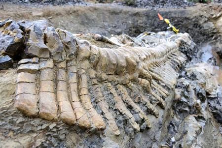 72 Million-Year-Old Dinosaur Tail Found In Mexico, Fossil May Belong To ...