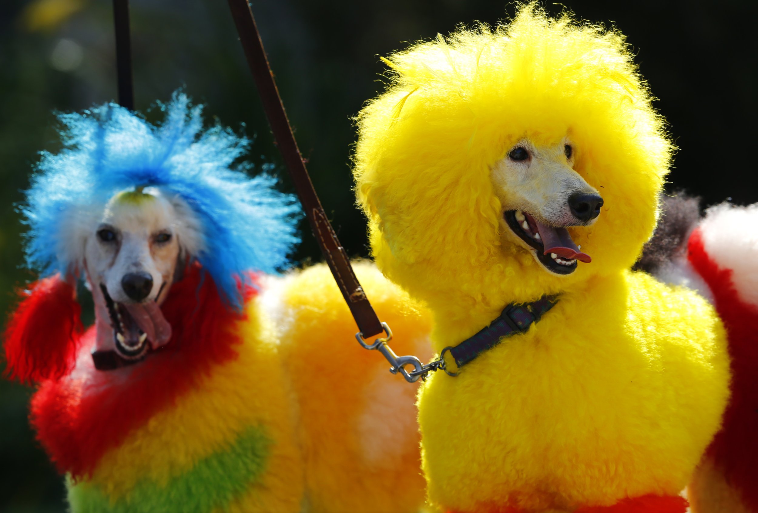 Dogs and Color Perception: Separating Fact from Fiction