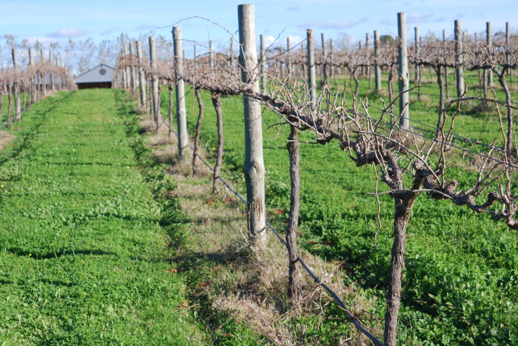 Barossa Valley Wine