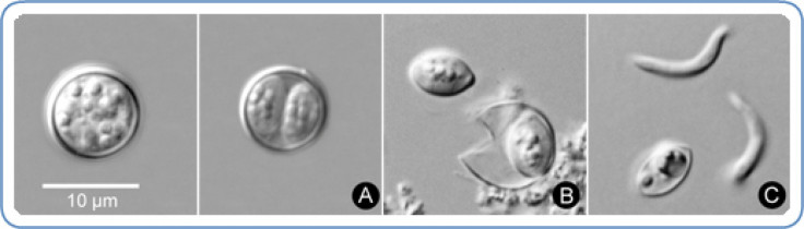 Cyclospora