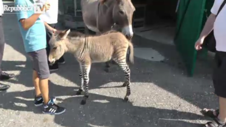 zonkey