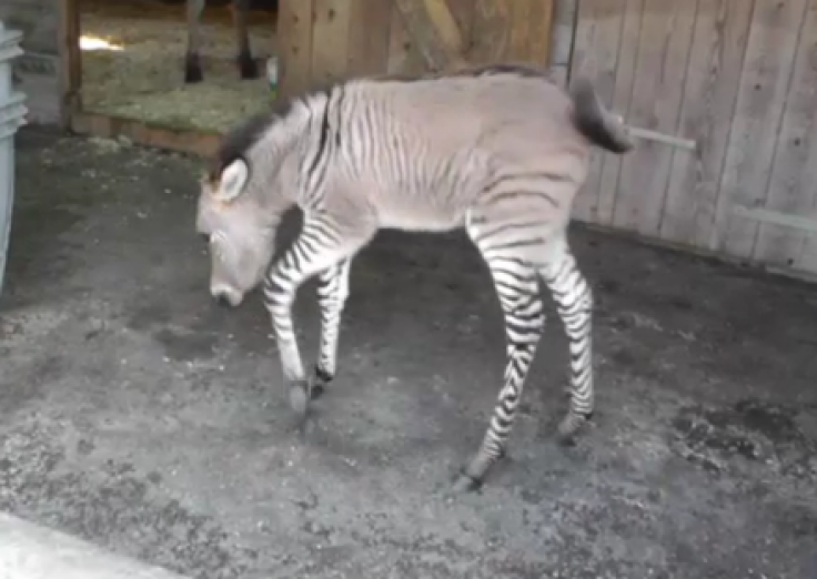 zonkey3