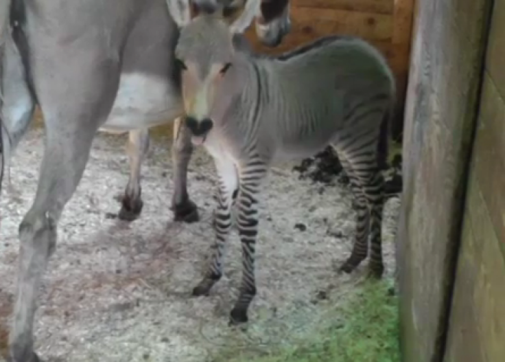 zonkey5