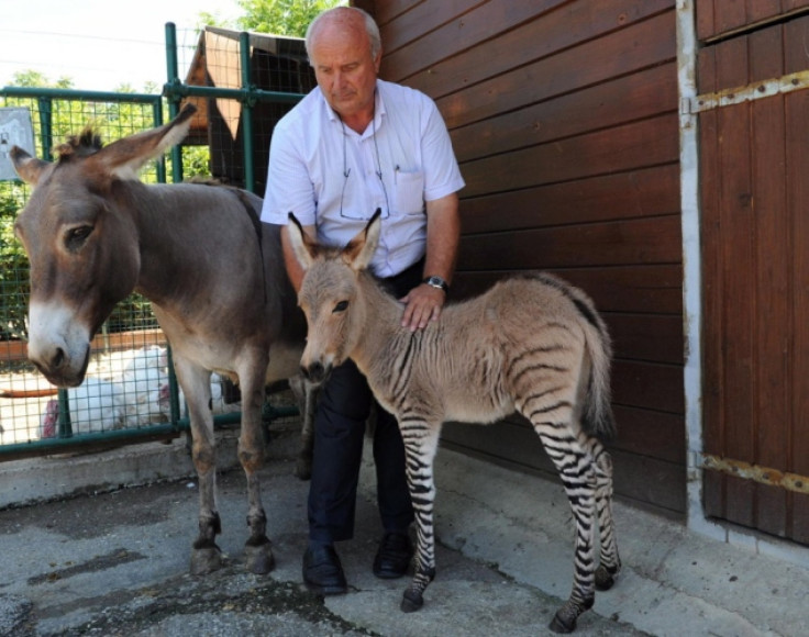 zonkey