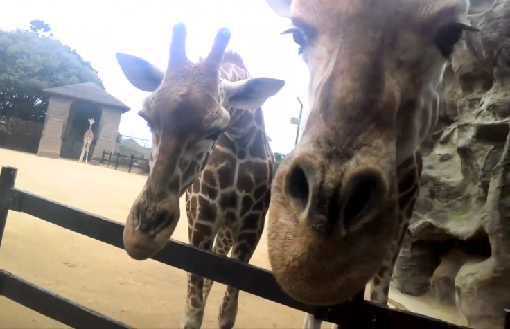 google-glass-zoo-2