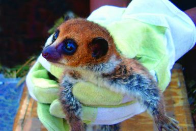 Lavasoa Dwarf Lemur