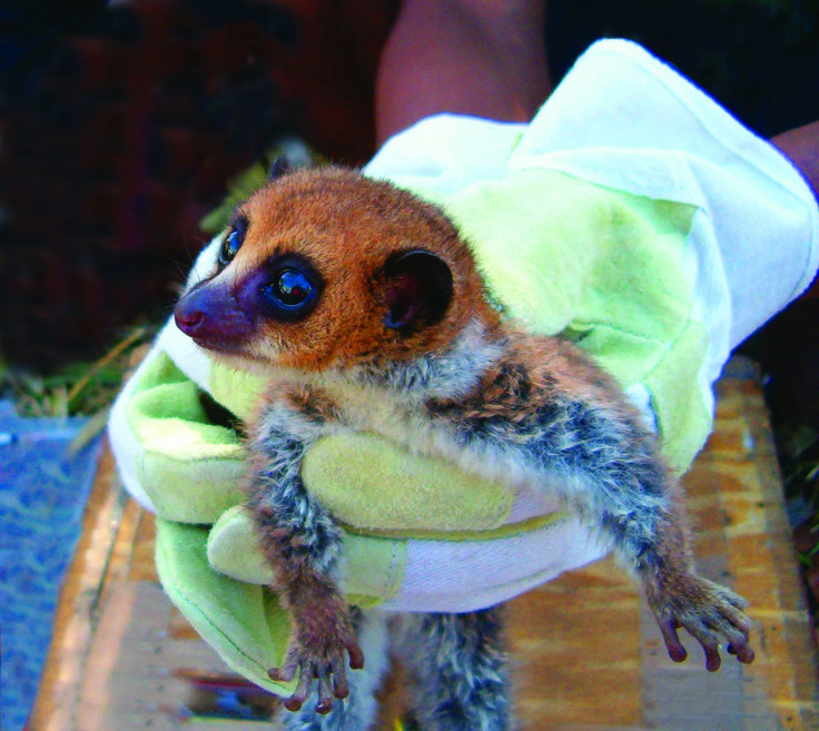 Lavasoa Dwarf Lemur