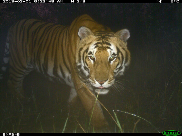 Royal bengal tiger in Nepal
