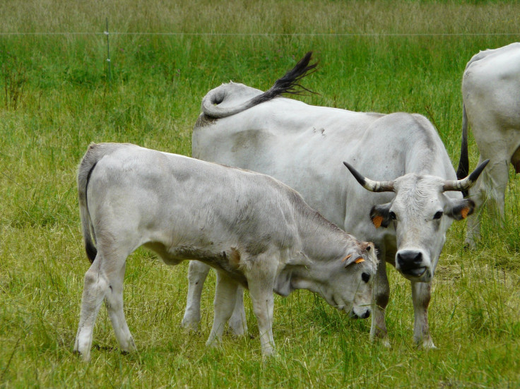 Pyrenees cows