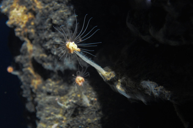 Volcano Species Discovered