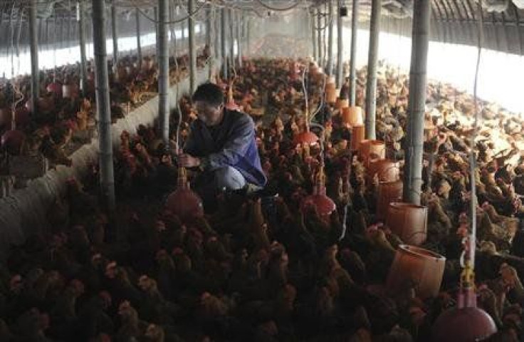 Chinese Chicken Farm