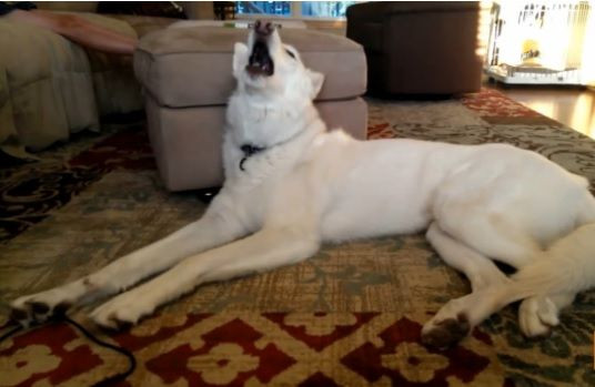 Dog Singing