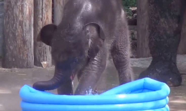 Newborn Asian Elephant