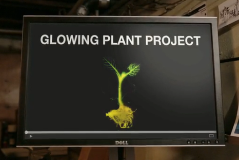 glowplant