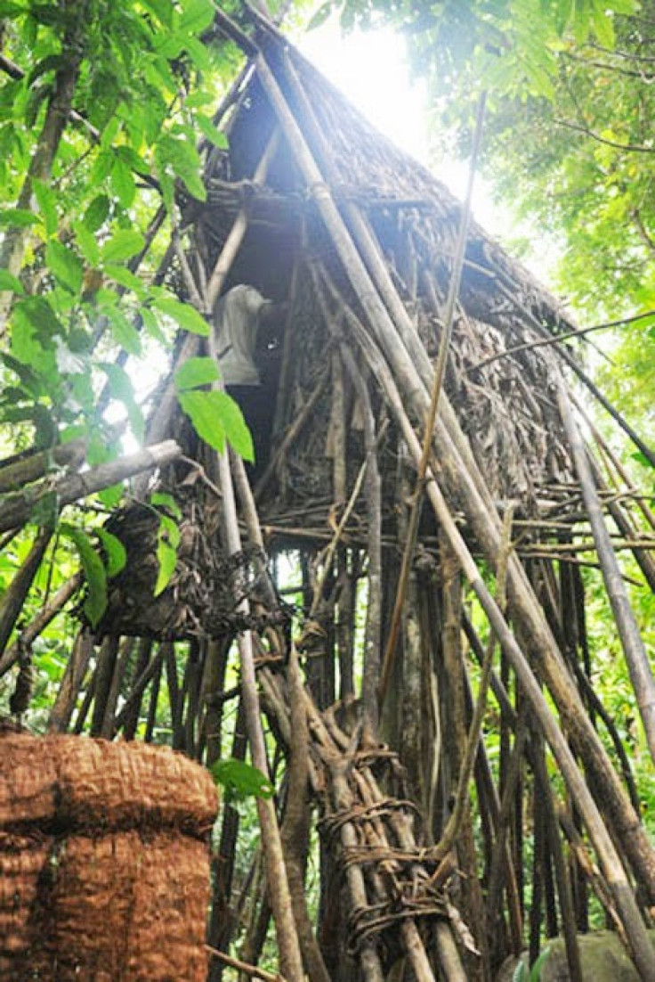 Tree House Of Two Men Living In Jungle