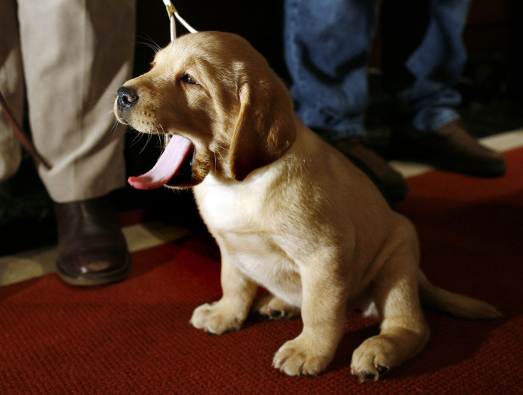 A Dog Yawning
