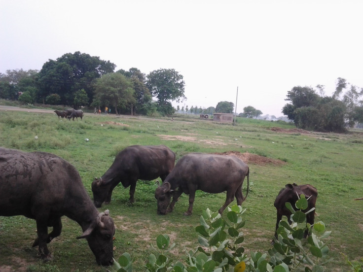 Murrah buffalo