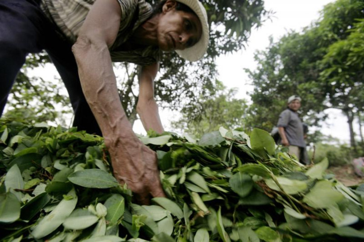 Coca Production