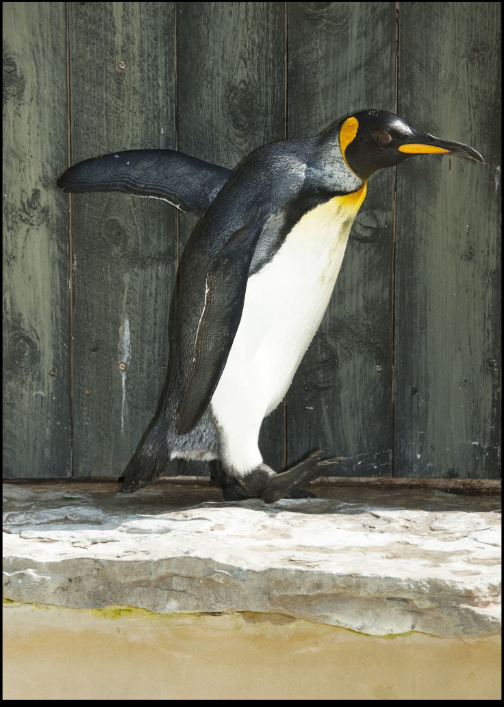 Missy-Worlds-Oldest-Penguin