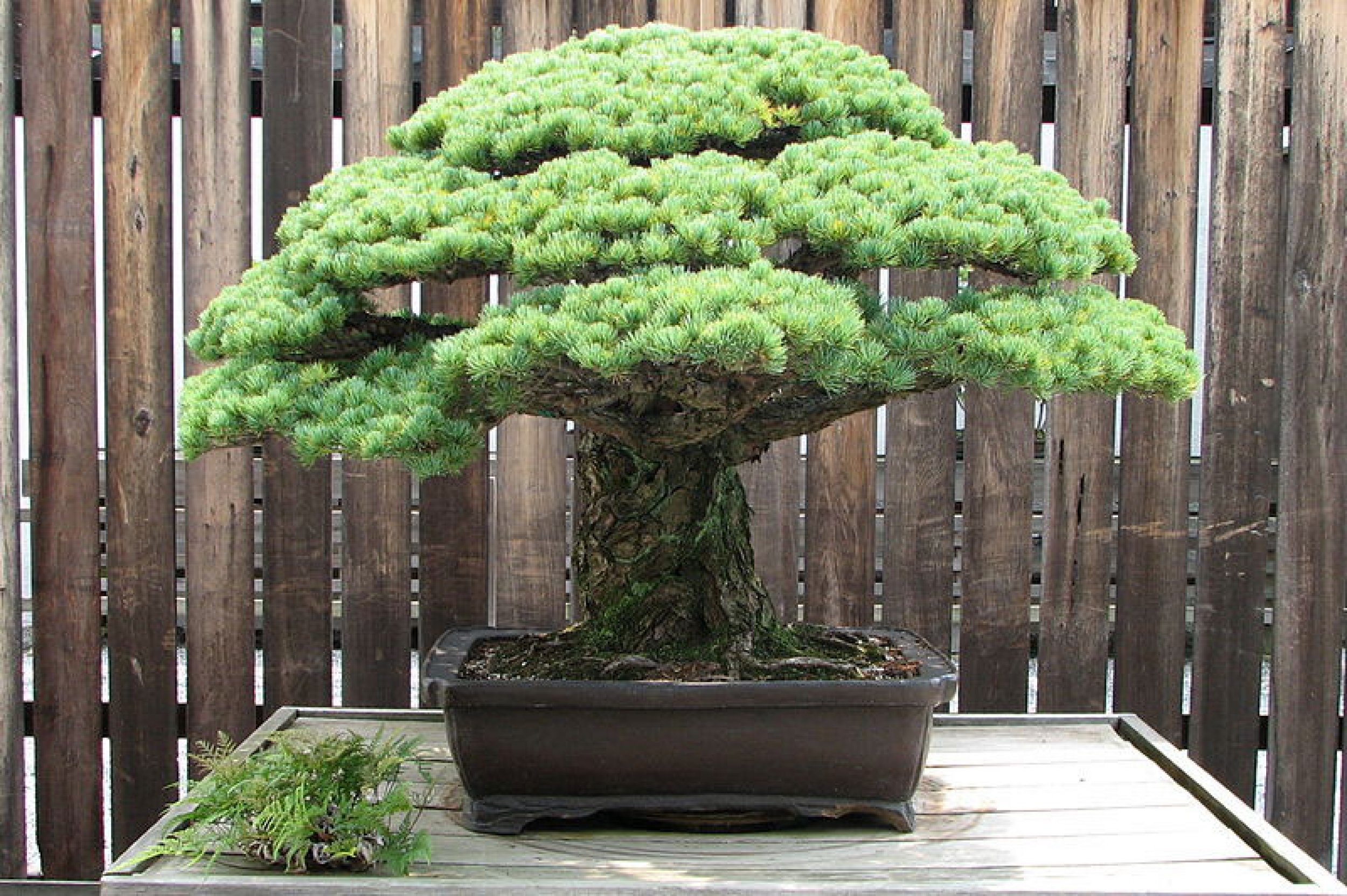 388-Year-Old Bonsai Survived Hiroshima Atomic Blast, Rare Japanese ...