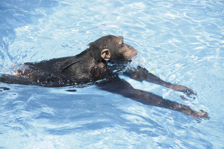 Ape Swimming