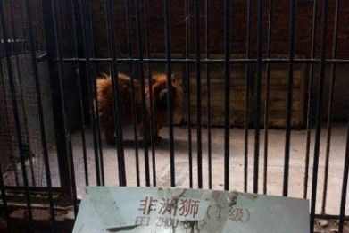 china zoo2