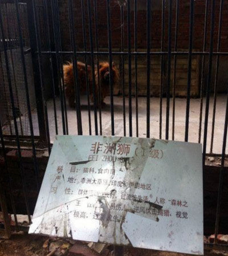 china zoo2