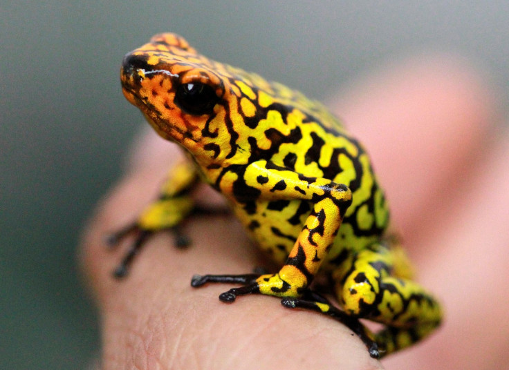 Poison Frog