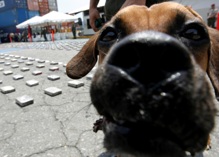 Sniffing Dog