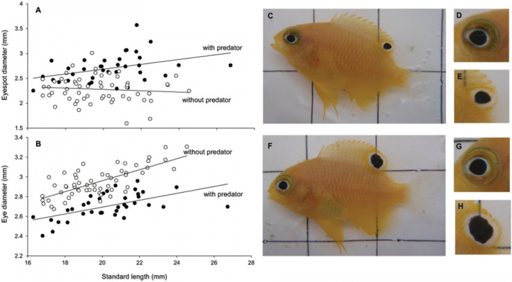 Tiny Fish Grow False Eyes