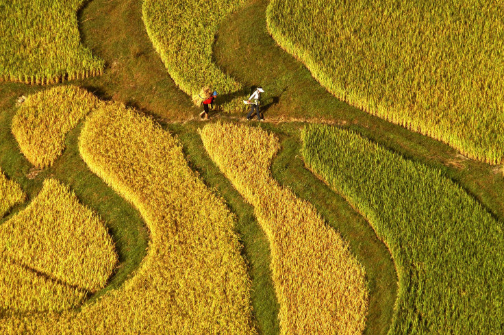 China farmland