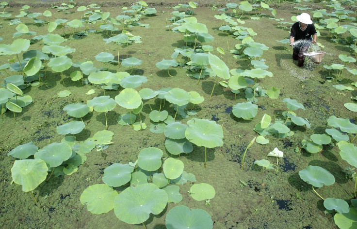 china fertilizer