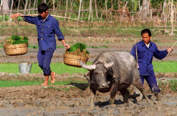 Chinese farmers