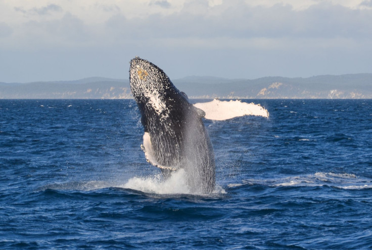 Whale watching in Hervey Bay