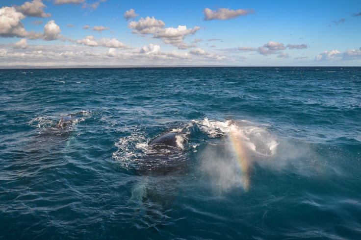 Whale watching