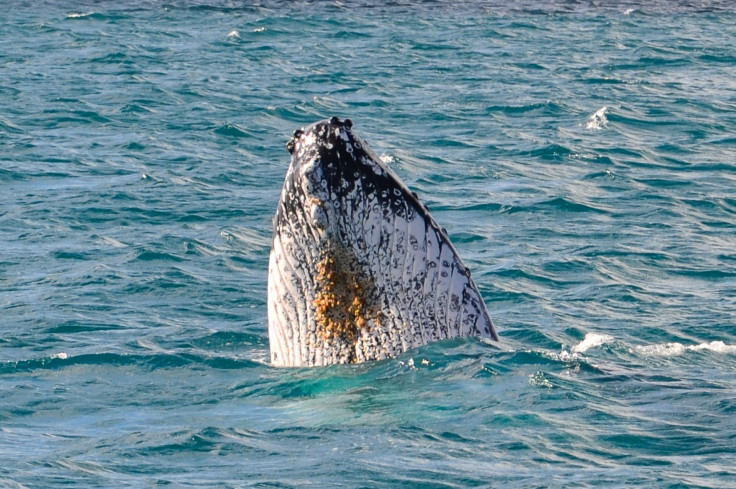 Humpback Whale