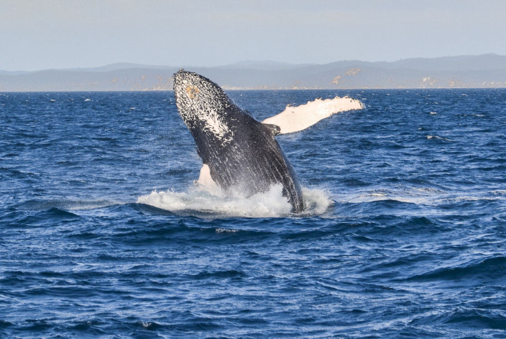 Southern Hemisphere Humpback Whale