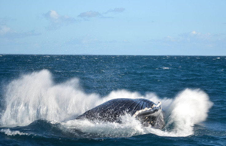 Humpback whales hervey bay