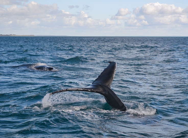 humpback whales australia