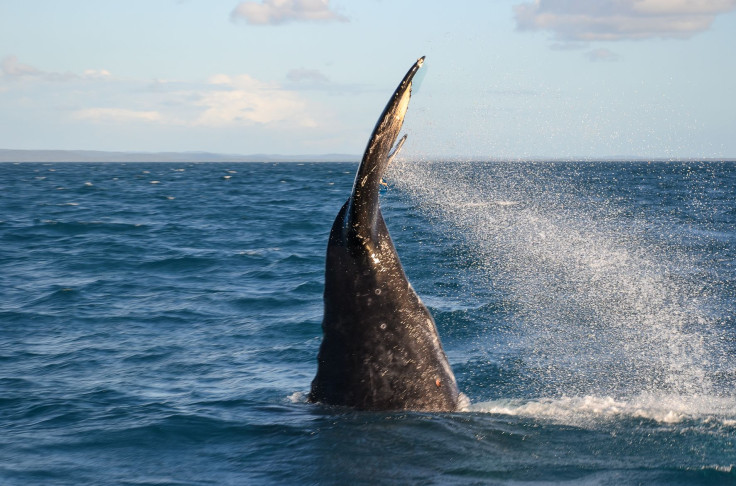 whales australia