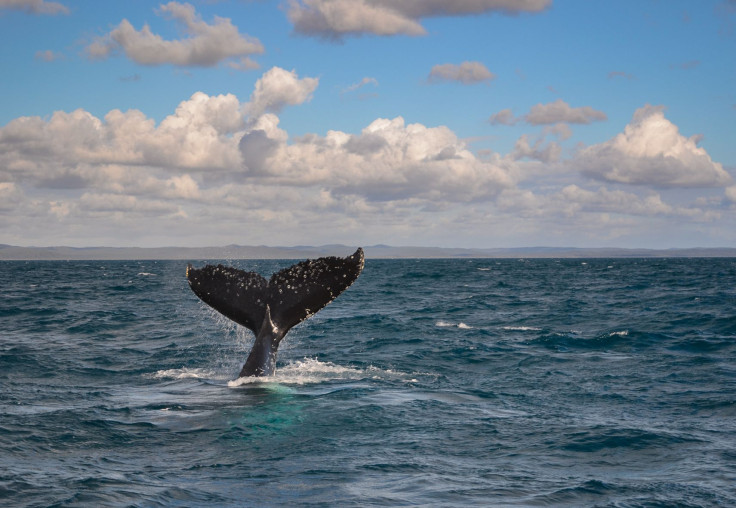 whale tail