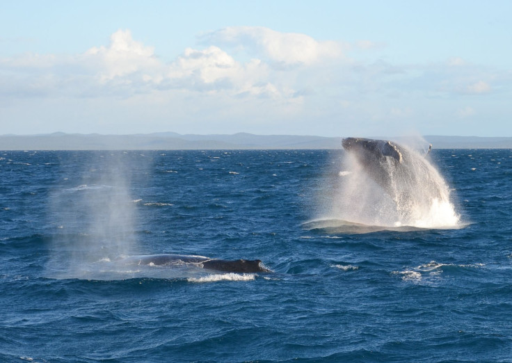 humpback whales harvey bay australia