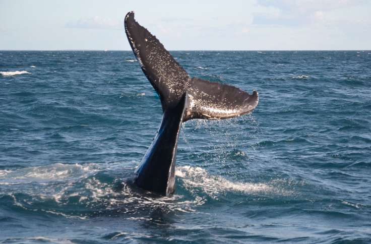 Whale tail photo