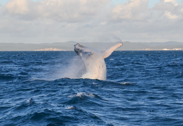 Hervey Bay whale watching tours