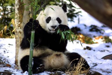 Giant Panda Mei Xiang