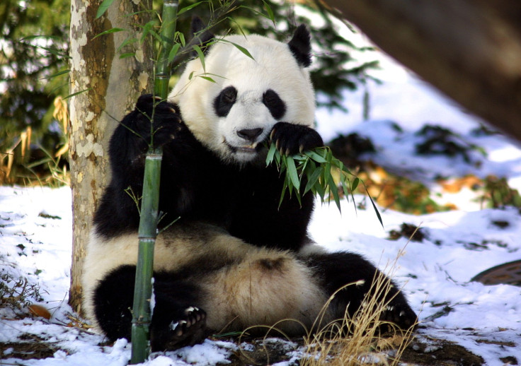 Giant Panda Mei Xiang