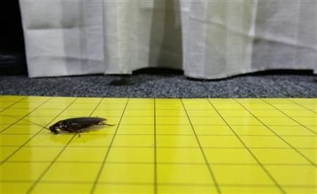 Millions Of Cockroaches Used For Chinese Medicine Escape From Farm   Cockroach 