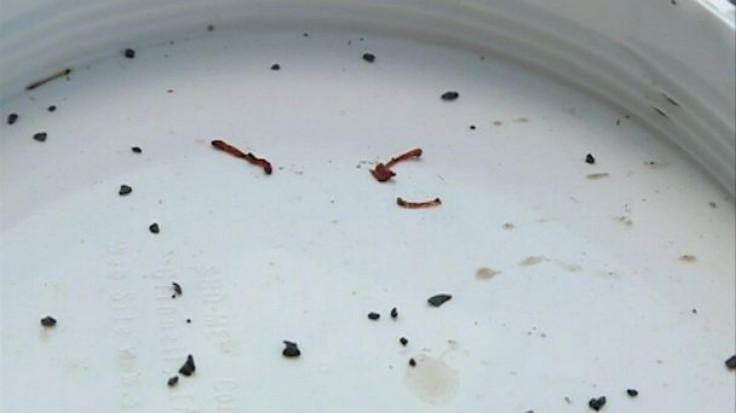 Oklahoma blood worms