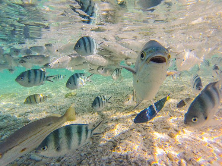 fish great barrier reef